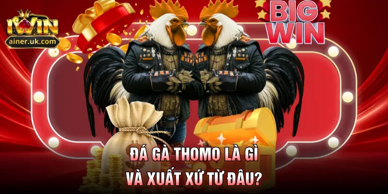 Đá gà Thomo là gì và xuất xứ từ đâu?